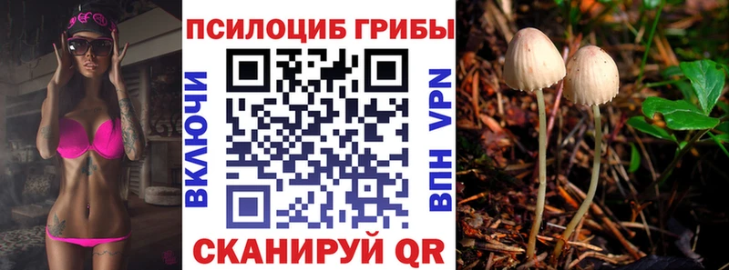 купить   Буинск  блэк спрут маркетплейс  Галлюциногенные грибы Cubensis 